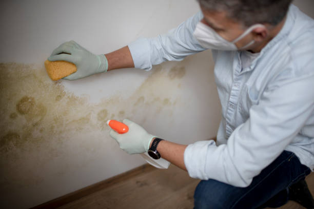 Best Crawl Space Mold Removal  in Three Oaks, FL