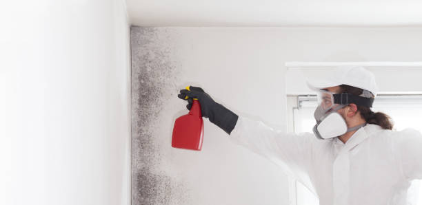 Best Mold Remediation  in Three Oaks, FL