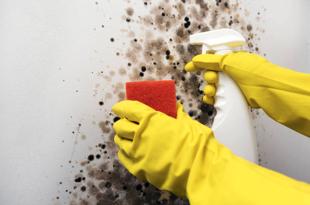 Best Fast Mold Removal  in Three Oaks, FL