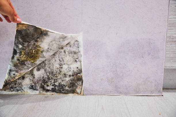 Best Affordable Mold Removal  in Three Oaks, FL